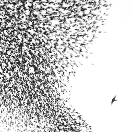 Sky Blue Sky, Wilco, LP