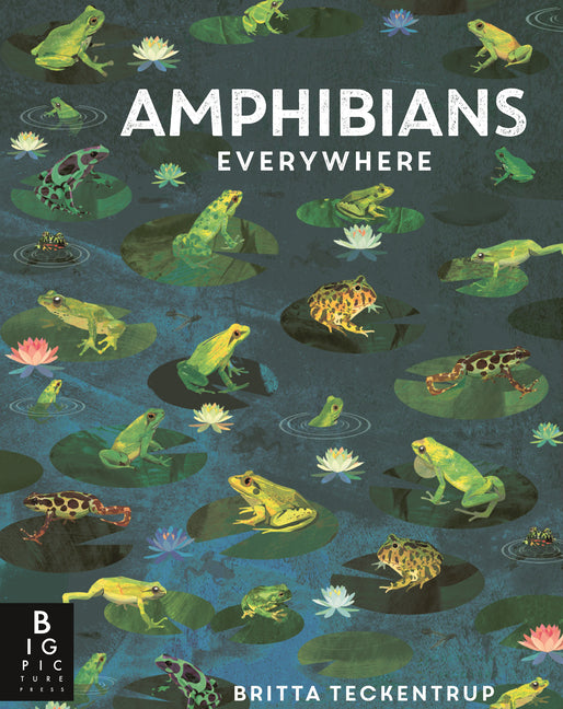 Amphibians Everywhere -- Camilla de La Bedoyere, Hardcover