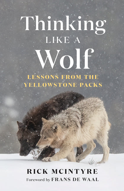 Thinking Like a Wolf: Lessons from the Yellowstone Packs -- Rick McIntyre, Paperback