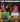 Youngbloods / Earth Music / Elephant Mountain