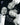 Design For Living/Bd