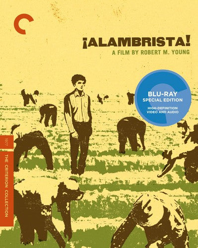 Alambrista/Bd