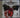 Papa Roach - Getting Away With Murder (marked/ltd stock) - CD