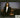 Yanni, Royal Philharmonic Orchestra - Live At The Acropolis - CD, CD
