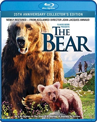 Bear