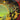 Niji Densetsu The Rainbow Goblins