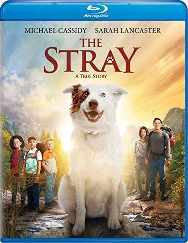 Stray -- Blu-ray