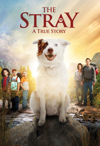 Stray, Stray, DVD