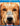 Dog's Purpose