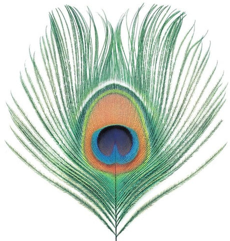 Apple Venus Vol 1, Xtc, LP