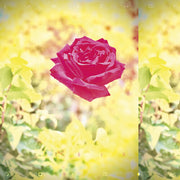 Trip - Coke Bottle Clear + Yellow