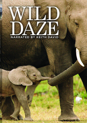 Wild Daze -- DVD