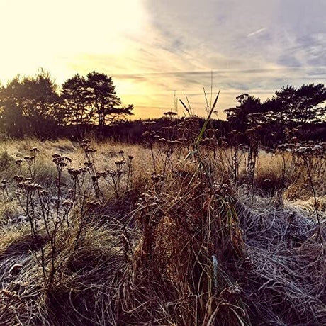 Leave Me Breathless, Ane Brun, LP