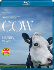 Cow Bd