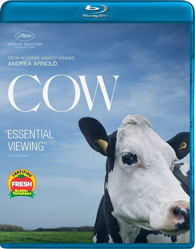 Cow Bd
