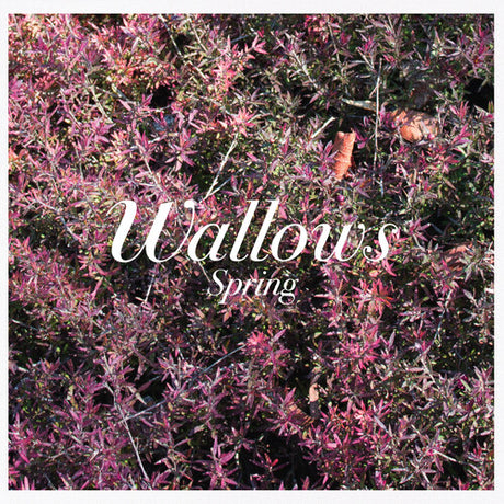 Spring, Wallows, CD