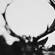 Ihsahn (Orchestral Version) Clear W/ Black Smoke