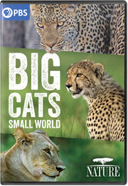 Nature: Big Cats Small World