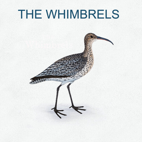 Whimbrels