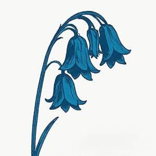 This Is The Bluebells