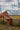 Lone Star Legacy: A New Historical Texas Western by Johnstone, William W.