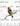 What It's Like to Be a Bird: From Flying to Nesting, Eating to Singing--What Birds Are Doing, and Why by Sibley, David Allen