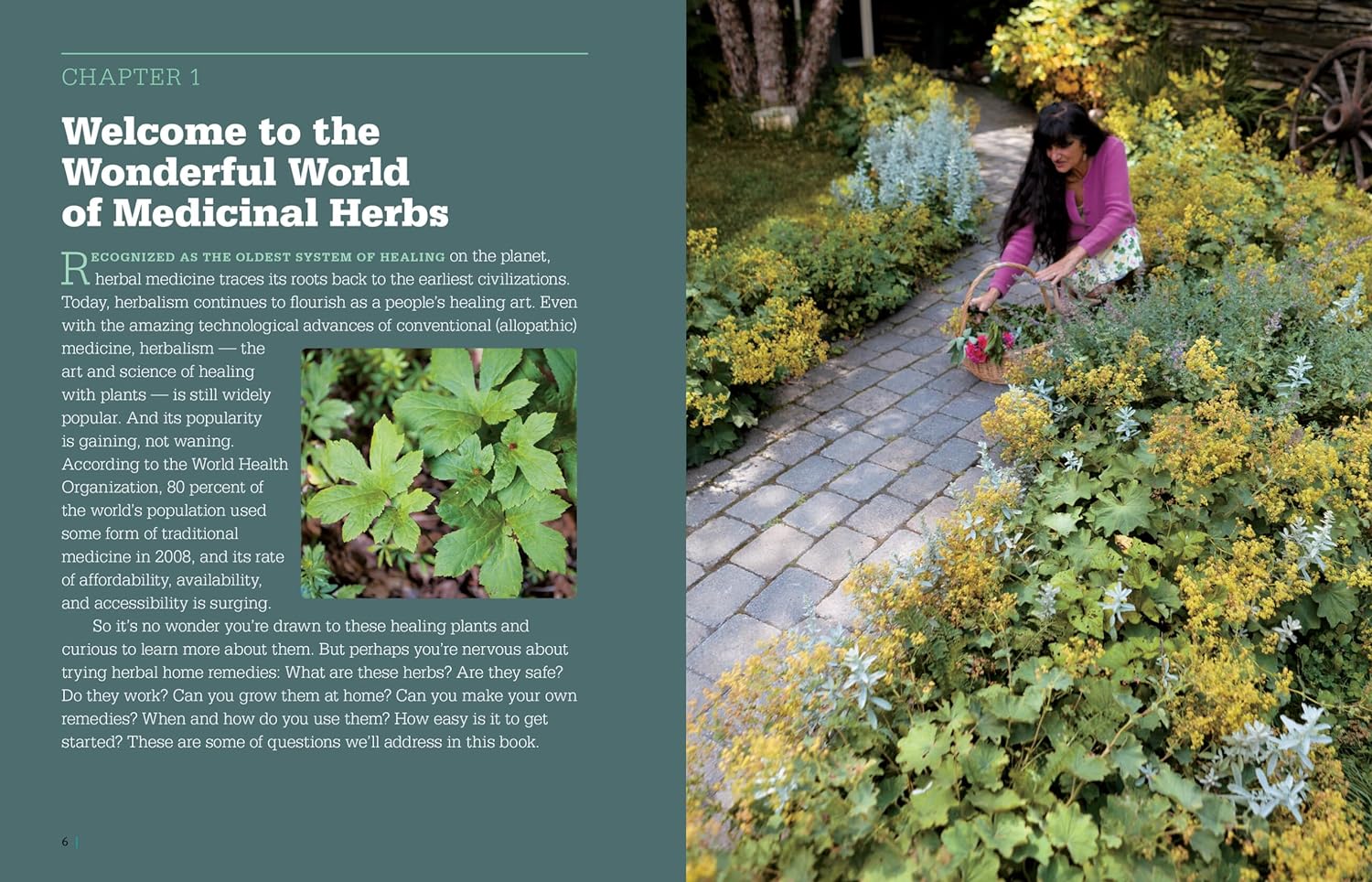 Rosemary Gladstar's Medicinal Herbs: A Beginner's Guide: 33 Healing Herbs to Know, Grow, and Use -- Rosemary Gladstar, Paperback