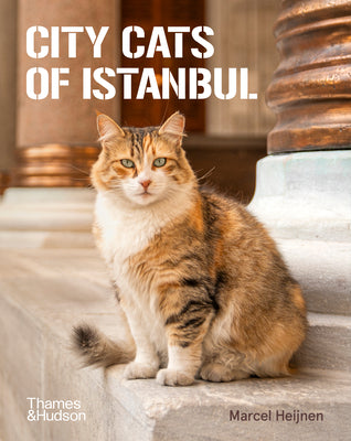 City Cats of Istanbul -- Marcel Heijnen, Paperback