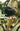 Enon by Harding, Paul