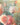Connie's Dahlias: A Beginner's Guide by Thompson, Connie