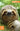 Fodor's Essential Costa Rica by Fodor's Travel Guides