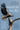 Return to the Sky: The Surprising Story of How One Woman and Seven Eaglets Helped Restore the Bald Eagle by Morris, Tina