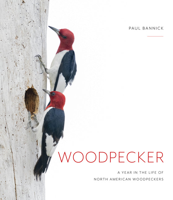 Woodpecker: A Year in the Life of North American Woodpeckers -- Paul Bannick, Hardcover