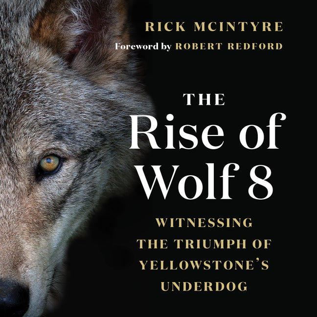 The Rise of Wolf 8: Witnessing the Triumph of Yellowstone's Underdog by McIntyre, Rick