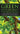 Green Witchcraft for Beginners: A Guide to the Magic of Nature, with Seasonal and Elemental Magic, Herbs, Flowers, Crystals, Divination, Plus Spells a by Chamberlain, Lisa