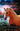 Summer of Wild Hearts: A Wilderness Horse Adventure by Dorsey, Angela