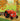 Little Tractor in Fall by Quintart, Natalie